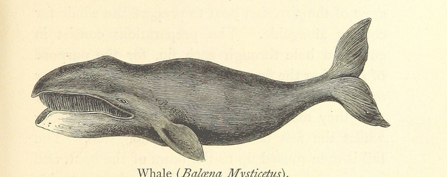 11064018343_7d33ceb4cb_z